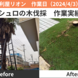 名古屋市中村区シュロの木伐採作業実績