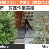 名古屋市オリーブ剪定実績20250701
