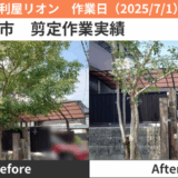 名古屋市シマトネリコ剪定作業実績20250701