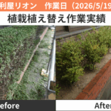 愛西市ツゲ植え替え作業実績2026/5/19,22