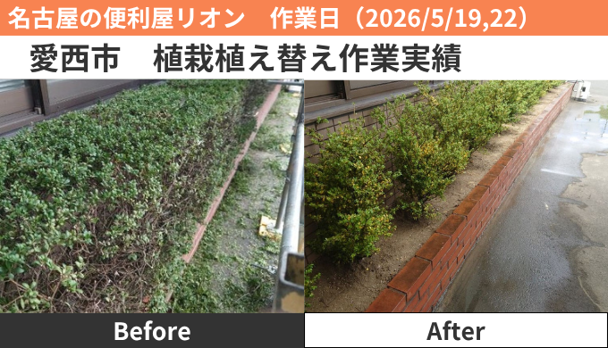 愛西市ツゲ植え替え作業実績2026/5/19，22