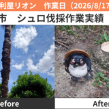 名古屋市シュロ（棕櫚）伐採作業実績2026/8/17